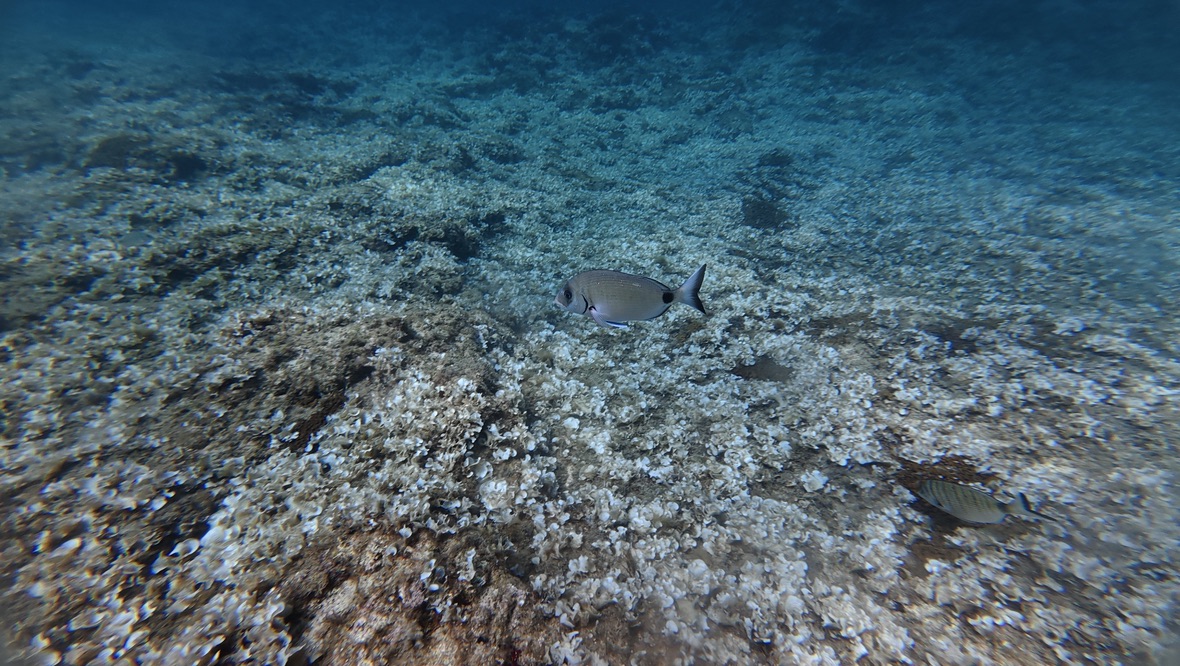 A two-banded seabream over a rocky reef in Malta
